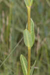 Largeflower milkweed